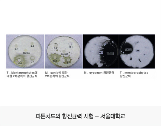 피톤치드의 항진균력 시험 - 서울대학교